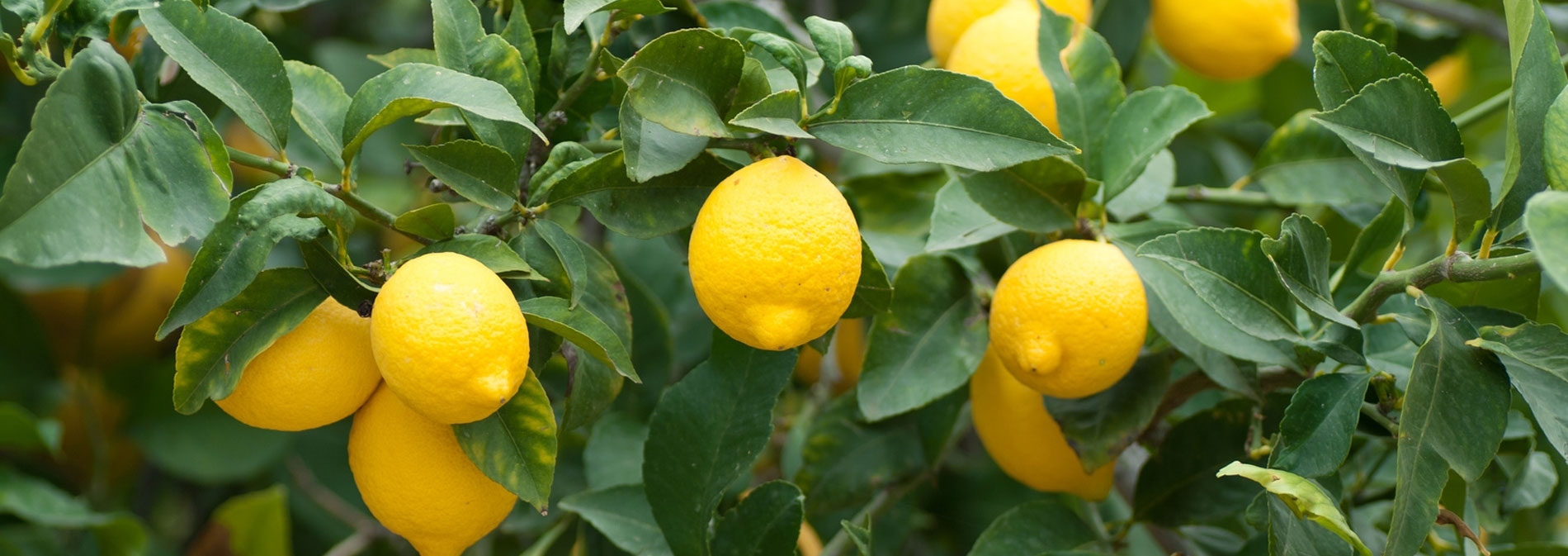 Kumpf Apfel-Zitronen-Saft – Kumpf